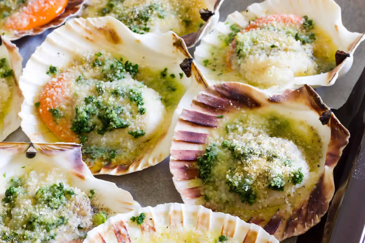 Coquilles SaintJacques gratinées Un apéritif très élégant et raffiné